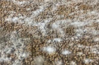 做豆豉的方法和教程