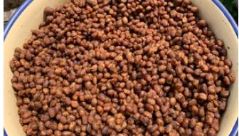 做豆豉的方法和教程