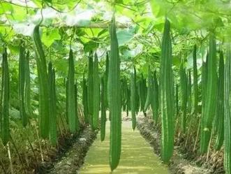 吃什么东西减肥最快最有效