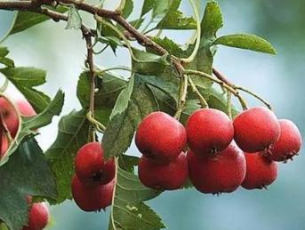 山楂的功效与作用主治