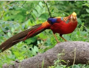 世界级的保护动物有哪些