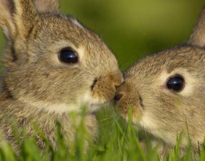 兔子文化象征意义