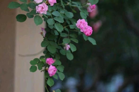 一半时光一半年华