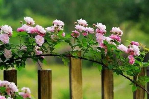 一半时光一半年华