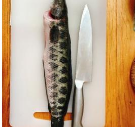 各种鱼菜谱大全