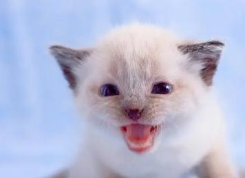 动物预报天气的谚语有哪些