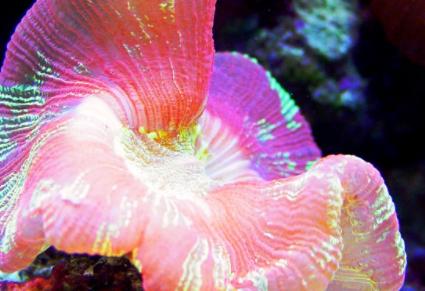 海洋中最美丽的优雅生物