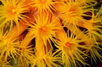 海洋中最美丽的优雅生物