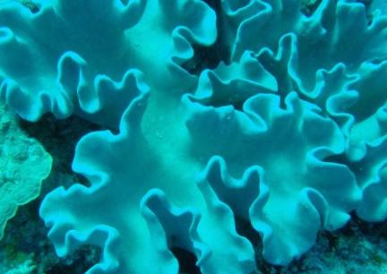 海洋中最美丽的优雅生物