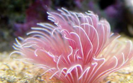 海洋中最美丽的优雅生物