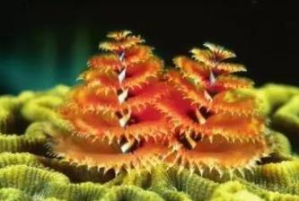 海洋中最美丽的优雅生物