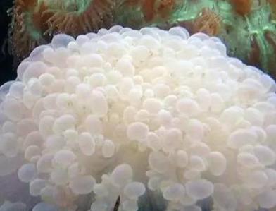 海洋中最美丽的优雅生物