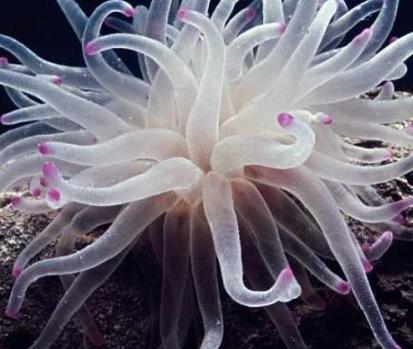 海洋中最美丽的优雅生物