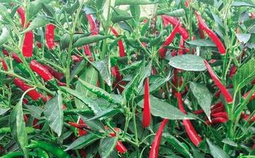 辣椒栽培技术