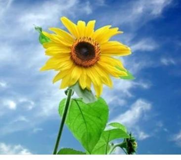 心态可以治疗一切疾病