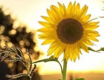 心态可以治疗一切疾病