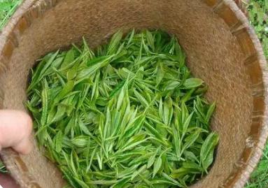 毛尖茶的功效与作用