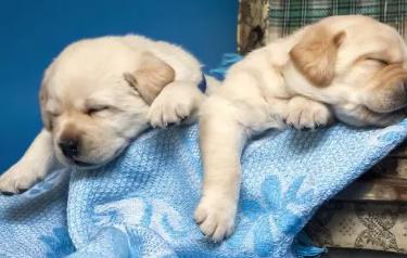 可以陪主人睡觉又干净的狗狗