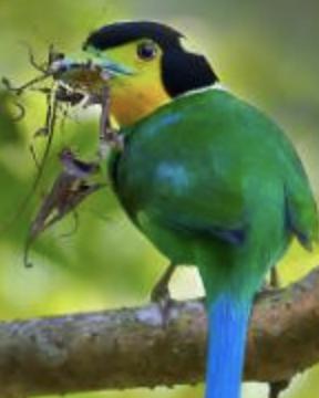 世界上最小的鸟排名