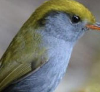 世界上最小的鸟排名