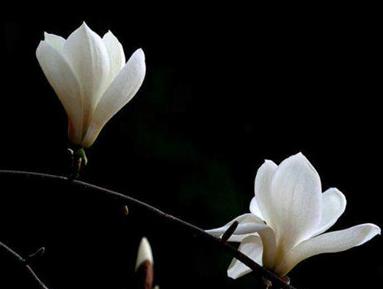 春天开的花都有什么花