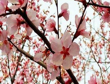 春天开的花都有什么花