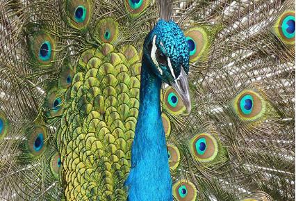 孔雀是鸟类还是兽类