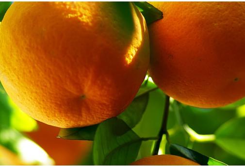 怀孕两个月吃什么好呢