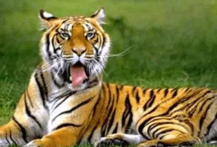 虎的婚姻最佳配偶是什么属相