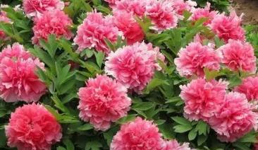 中国的国花是什么花牡丹