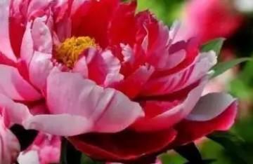 中国的国花是什么花牡丹