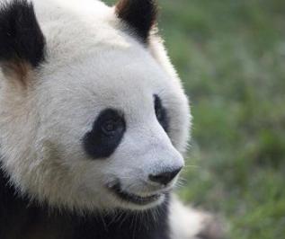 大熊猫为什么被成为国宝的原因