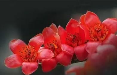 以花命名的城市有哪些