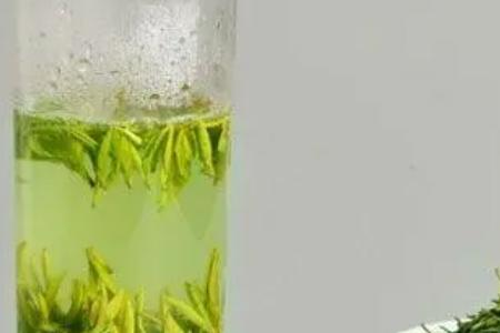 苦丁茶的功效与作用及食用方法