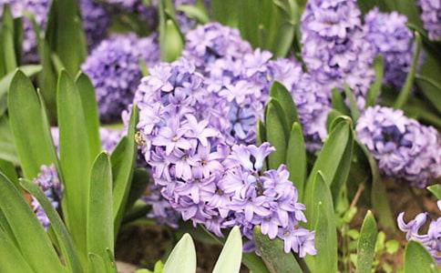 风信子花语花语