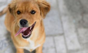 狗狗的口水对人有害吗