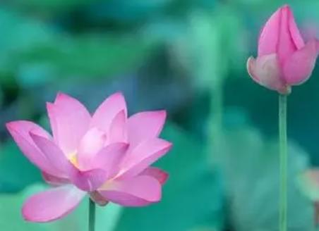 佛语爱情经典字句