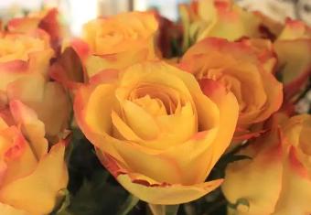 黄颜色代表什么意思