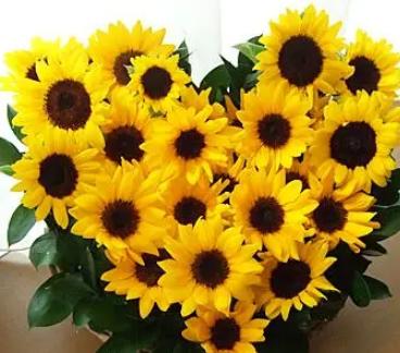 生日送什么花这十种花适合生日送
