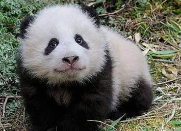 大熊猫为什么只有中国有