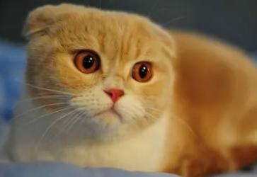 动物分类有哪四大类