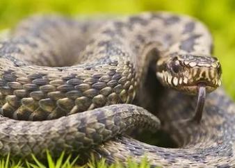 有关带蛇字的成语