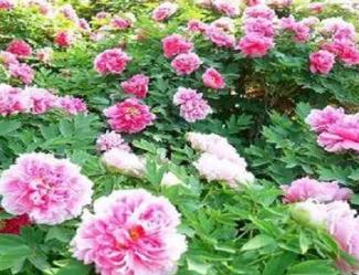 牡丹花寓意及花语