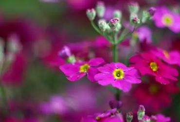 赏花发朋友圈短句