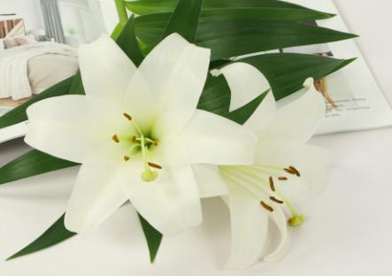 百合花的含义和代表