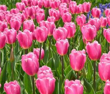 郁金香的寓意和象征