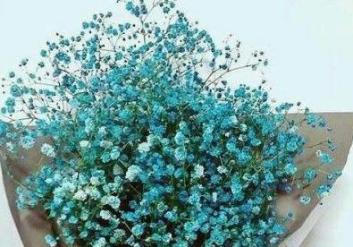 妇女节送什么花最适合