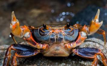 螃蟹过街一句歇后语