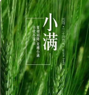 24节气小满吃什么传统食物