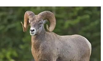 属羊的人和什么属相合